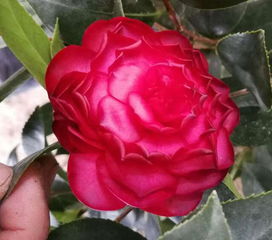 山茶花的养护方法