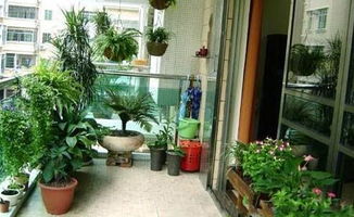 阳台花草种植大全，如何让阳台变成绿色小天地