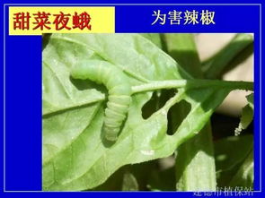 蔬菜用百菌清Neng杀虫吗？它对蔬菜上的虫害有效吗？