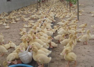 猪饲料中添加了哪些成分？种公猪应该摄入什么样的饲料配方以确保其健康和繁殖能力？