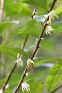 夏腊梅：春夏之交的浪漫