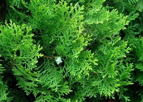 侧柏绿化用价格揭秘，你敢信？