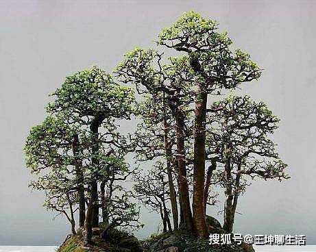 榆树老桩造型，古朴典雅