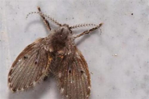 蛾蚋与蛾蠓：害虫界的双胞胎？