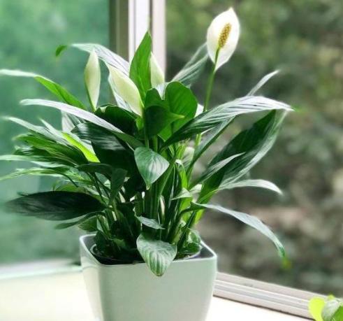 中国水仙的养护