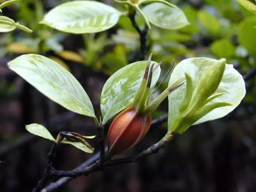 美容养颜， 栀子花的秘密武器