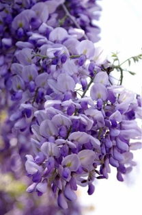 苗木名称 地径(cm) 价格(元) 紫藤花0.8~1.5 3.5~6