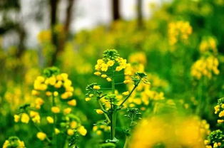 油菜花， 金黄的田野