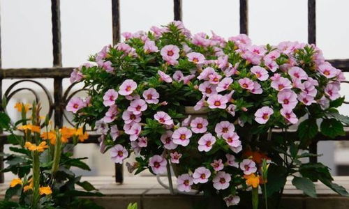 揭秘舞春花高效养殖秘籍：轻松掌握养护要领！