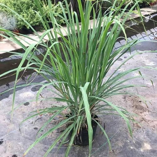 喷喷香植物,又称香茅草