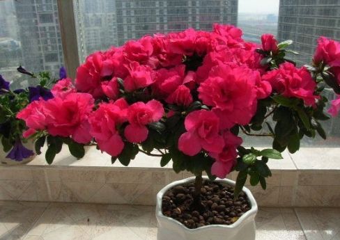 杜鹃花移栽，为何容易死