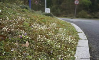 十年不换代的5G选手，草坪新贵！