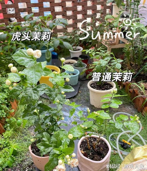 “5大免疫花卉，天然消炎，守护健康花园”