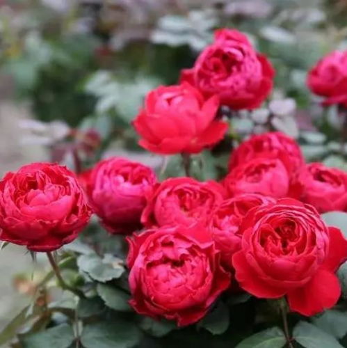 索莱罗月季的花期与香味解析