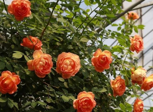 夏洛特夫人月季， 花开如诗的绿巨人