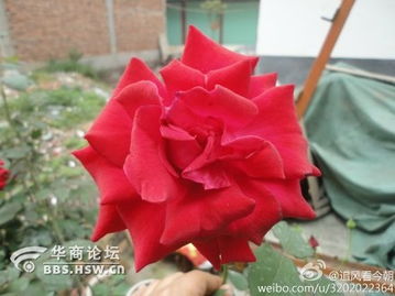 五一假期郑州月季公园举办月季花展