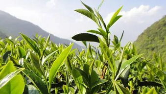 野生茶油VS人工种植：哪一种更胜一筹？