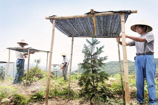 高温天气，苗木浇水要注意什么？