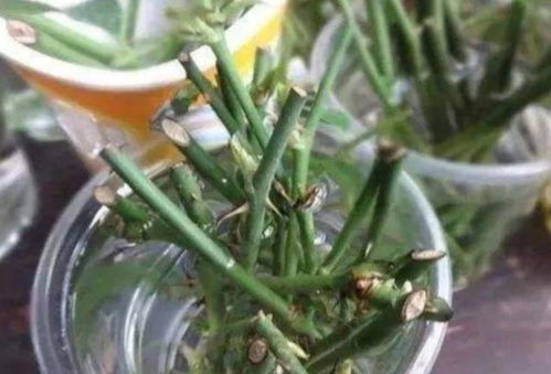 自制生根水的秘方