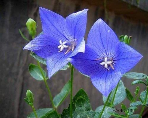 郁金花：花舞女的美妙姿态