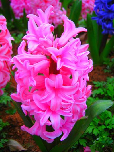 仙客来休眠期的秘密大揭秘