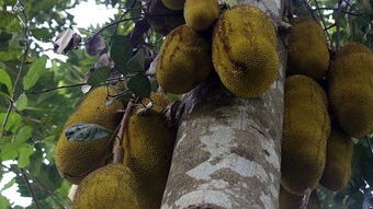 菠萝蜜种植需要多久才能挂果？详细介绍一下菠萝蜜的种植方法