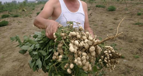 冷冻的花生种，Neng发芽吗？