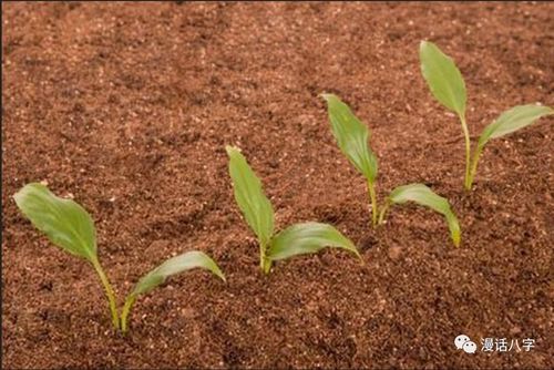 高粱土蚕防治，选对农药是关键！