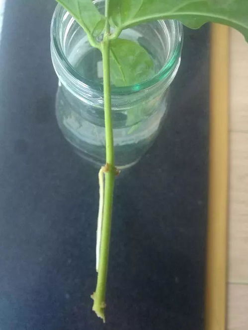 菜苗烂根怎么办？这两瓶药水来帮忙！