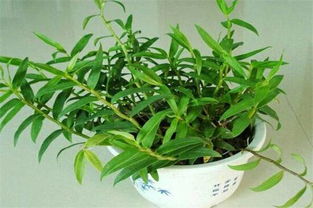 4. 包衣种子， 发芽有技巧