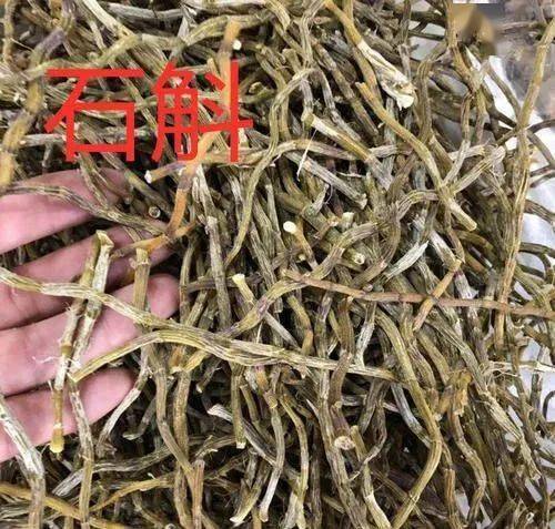 铁皮石斛怎么种？适合哪些土壤