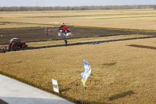 神奇的播种配方：种子拌细沙1:5