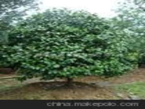 价格波动的原因