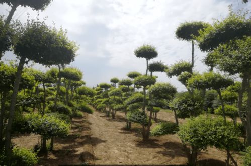 园林苗木价格网上查询，哪种Zui准确？