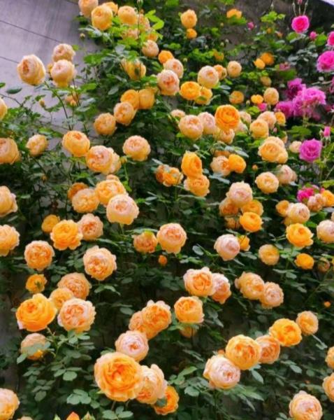 复合肥，均衡营养