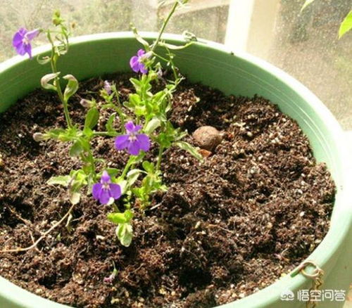 揭秘花土杀菌消毒技巧，打造无虫害的绿色园艺环境