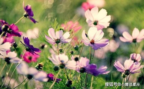 双“花之韵”，你的菜盘上