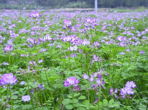 红花草种植，肥力提升的秘密
