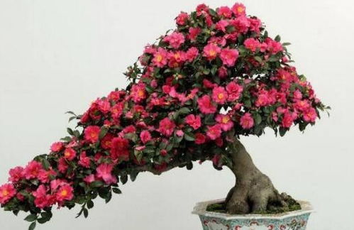 茶花的修剪技巧