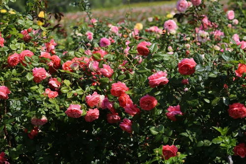 月季花， 夏日里的主角