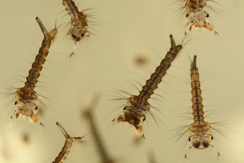 紫薇星天牛幼虫灾害， 防治之道揭秘