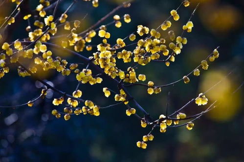 黄梅花的寓意象征意义