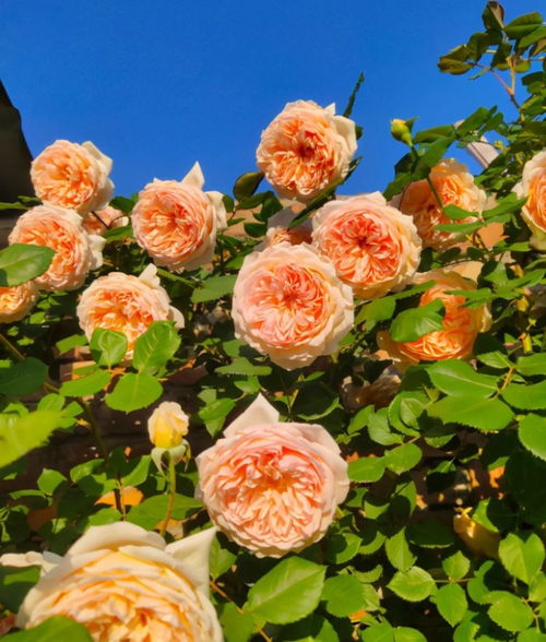 月季小苗冠幅一年达一米，你Zuo到了吗？