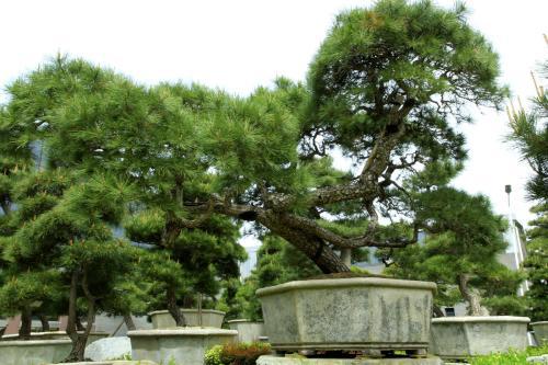 再来说说杨树， 那个高大的家伙