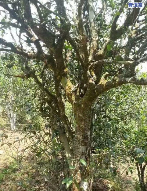 揭秘古树茶价格：有嘉木茶叶批发一罐多少钱？
