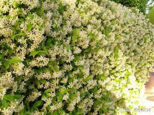 风车茉莉藤蔓在长过程中