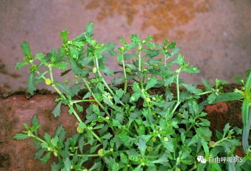 搭建温室，给种子一个温暖的家