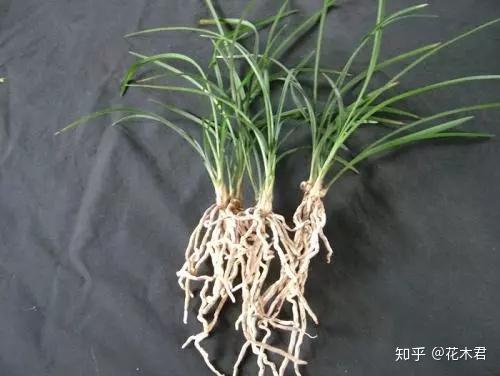 兰花上盆，生根粉怎么用