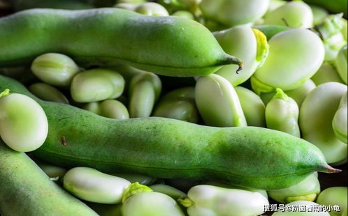 南方北方蚕豆种植时间大不同，如何科学管理种出高产蚕豆