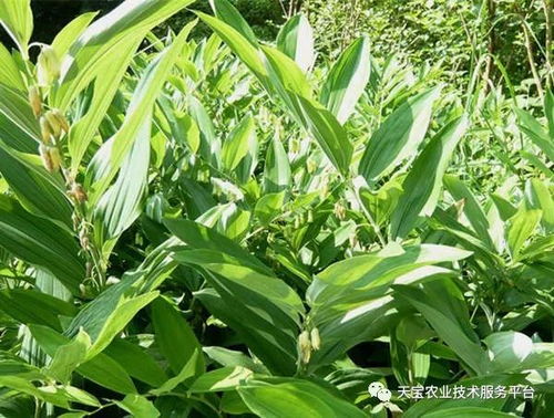 中药材黄渤树的经济价值如何？全堪人会不会伺候。